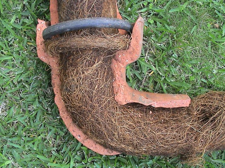 The Problem With Tree Roots And Clay Pipes